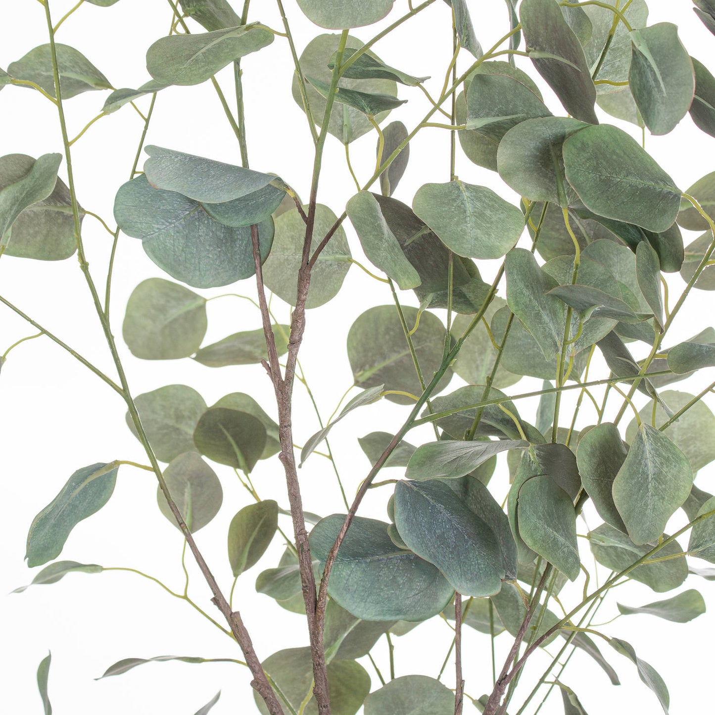 Large Eucalyptus Tree in a Metallic Pot