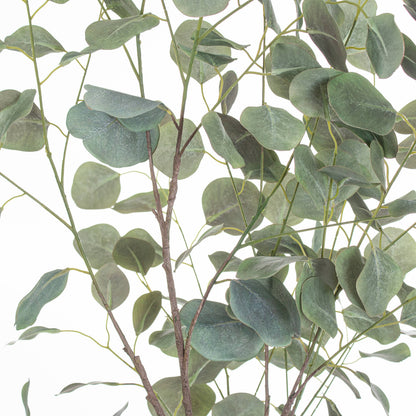 Large Eucalyptus Tree in a Metallic Pot