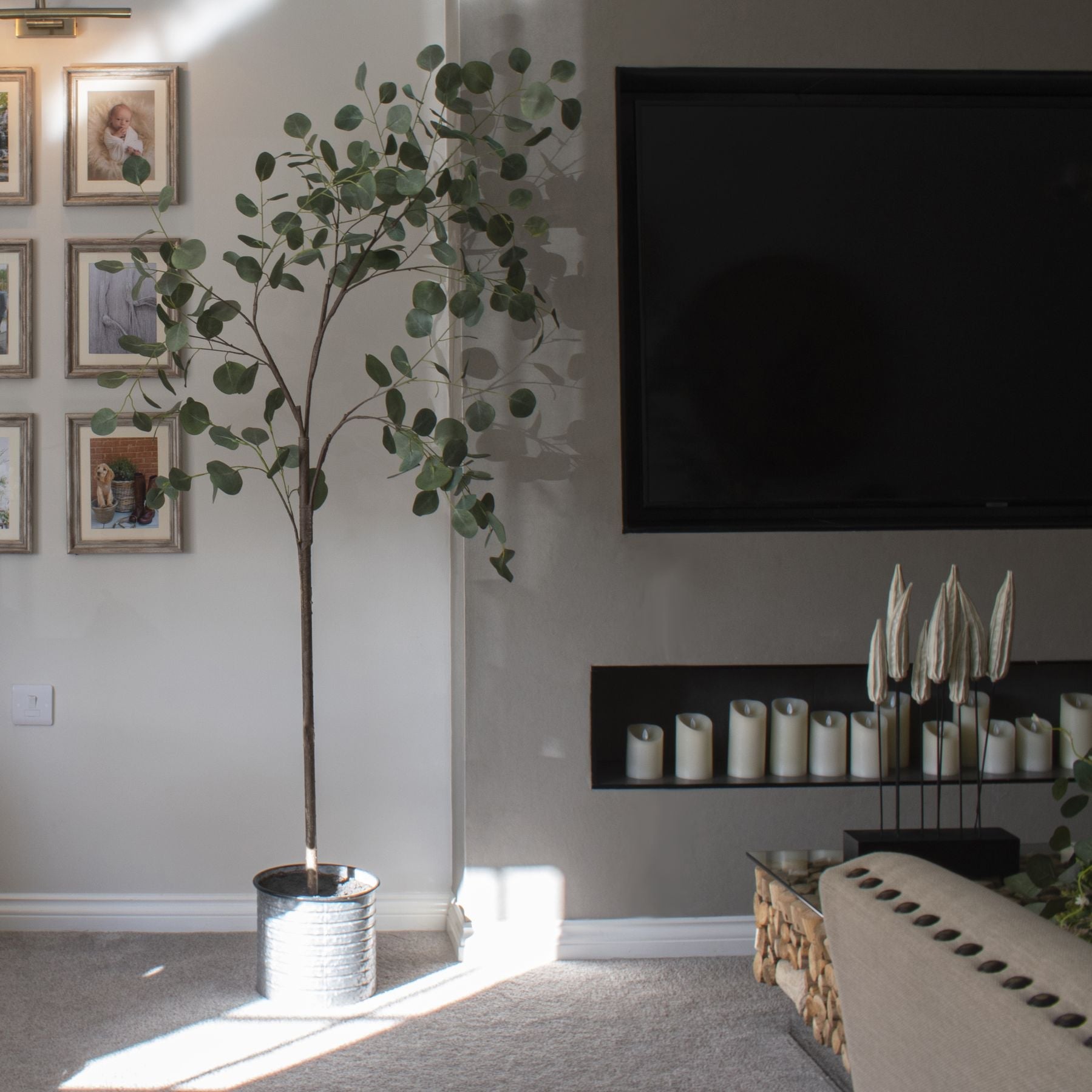 Large Eucalyptus Tree in a Metallic Pot