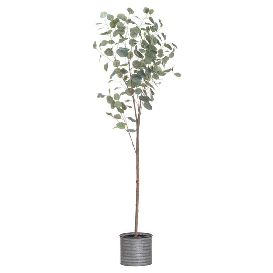 Large Eucalyptus Tree in a Metallic Pot